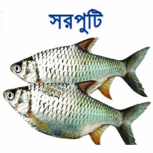 Shorputi Fish per kg
