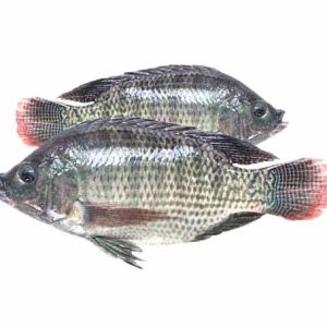Tilapia 4Kg Cartoon