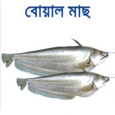 Boal-fish-easybazar-bangladeshi-market-france-free-delivery
